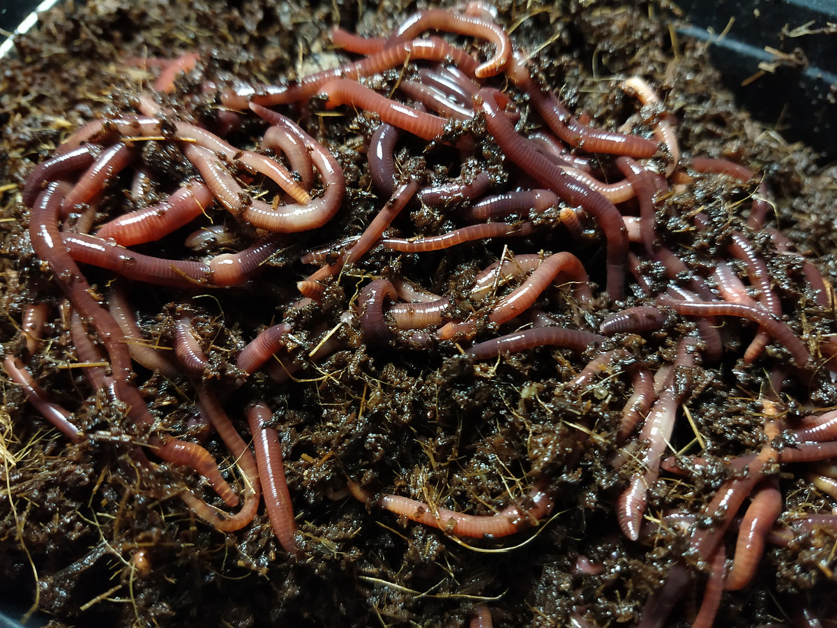 Red Wigglers - FREE SHIPPING for BC & AB – TriCity Worms