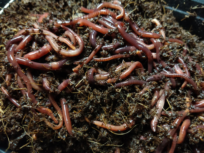 Red Wigglers - FREE SHIPPING for BC & AB