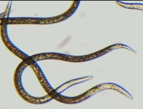 Beneficial Nematodes