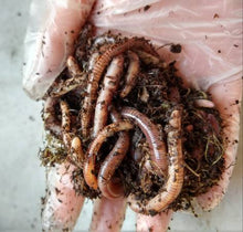 Load image into Gallery viewer, Bait-Size European Nightcrawlers
