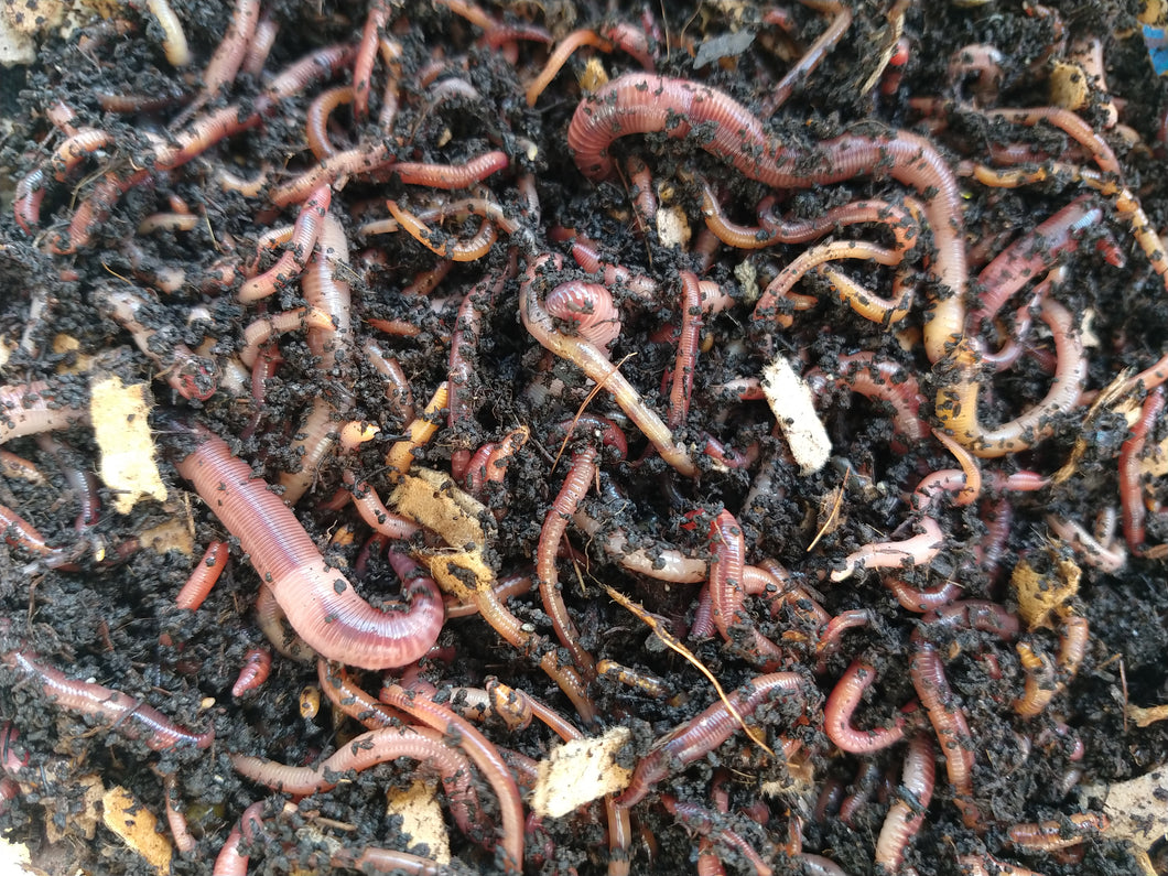 Assorted Red Worms - FREE SHIPPING for BC & AB