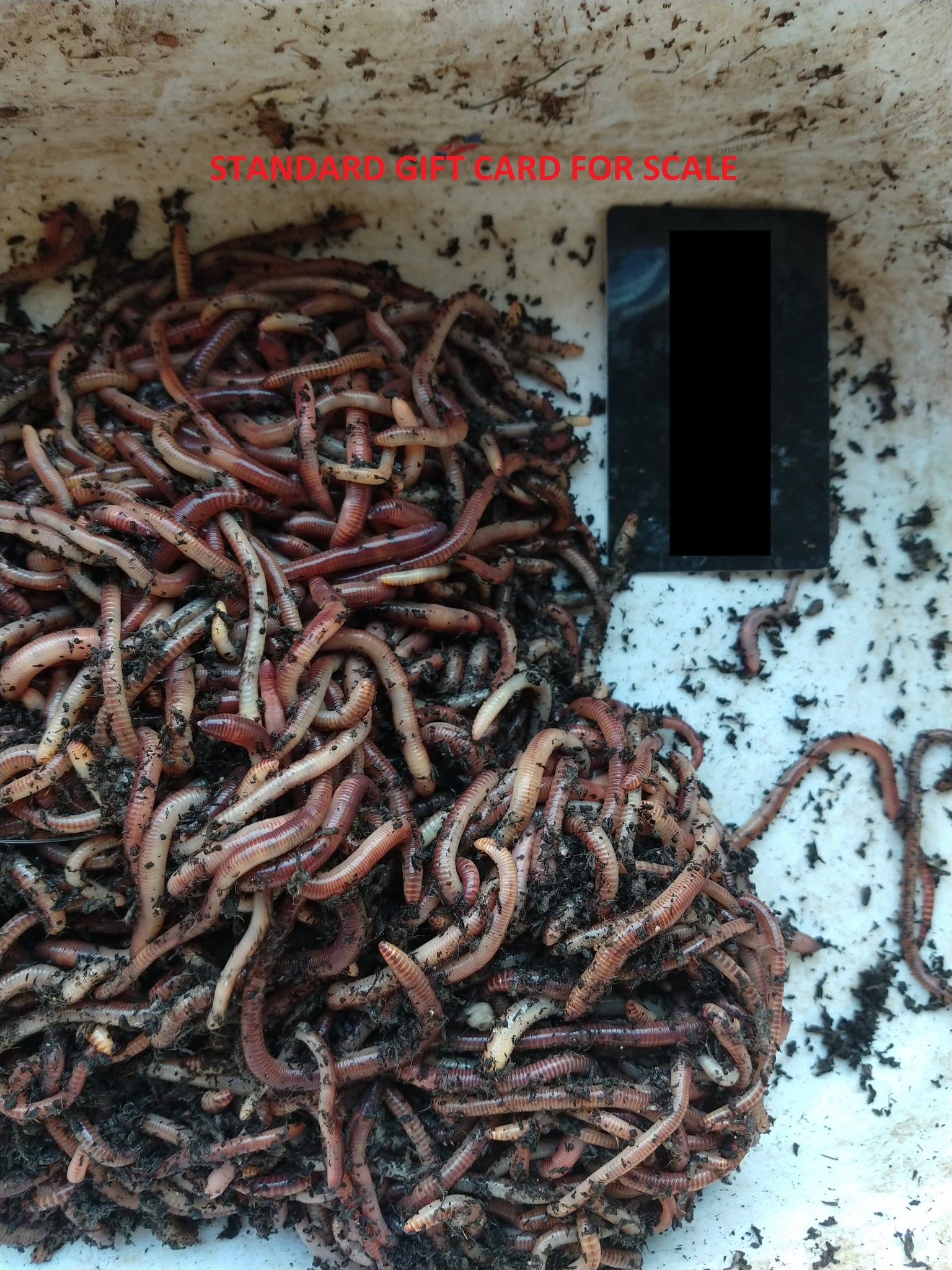 Bait-Size European Nightcrawlers – TriCity Worms