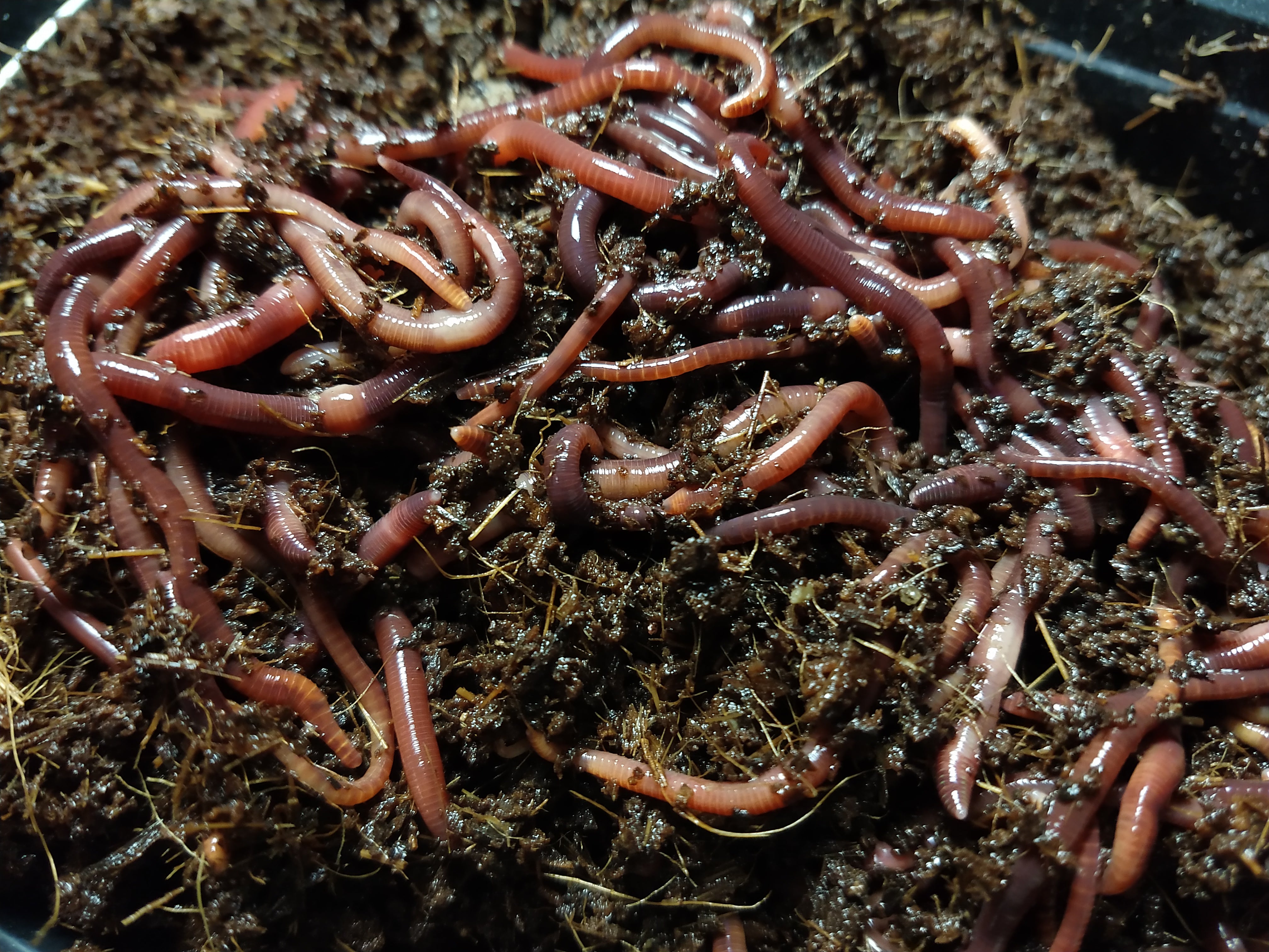 1000 Red Composting Worm Mix